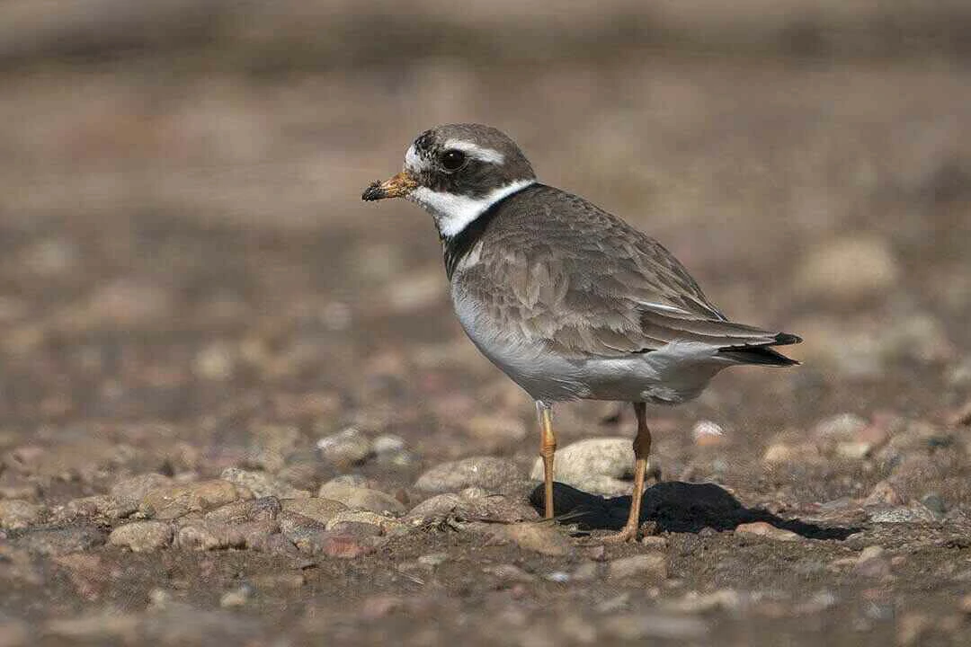 Common Ringed Plover